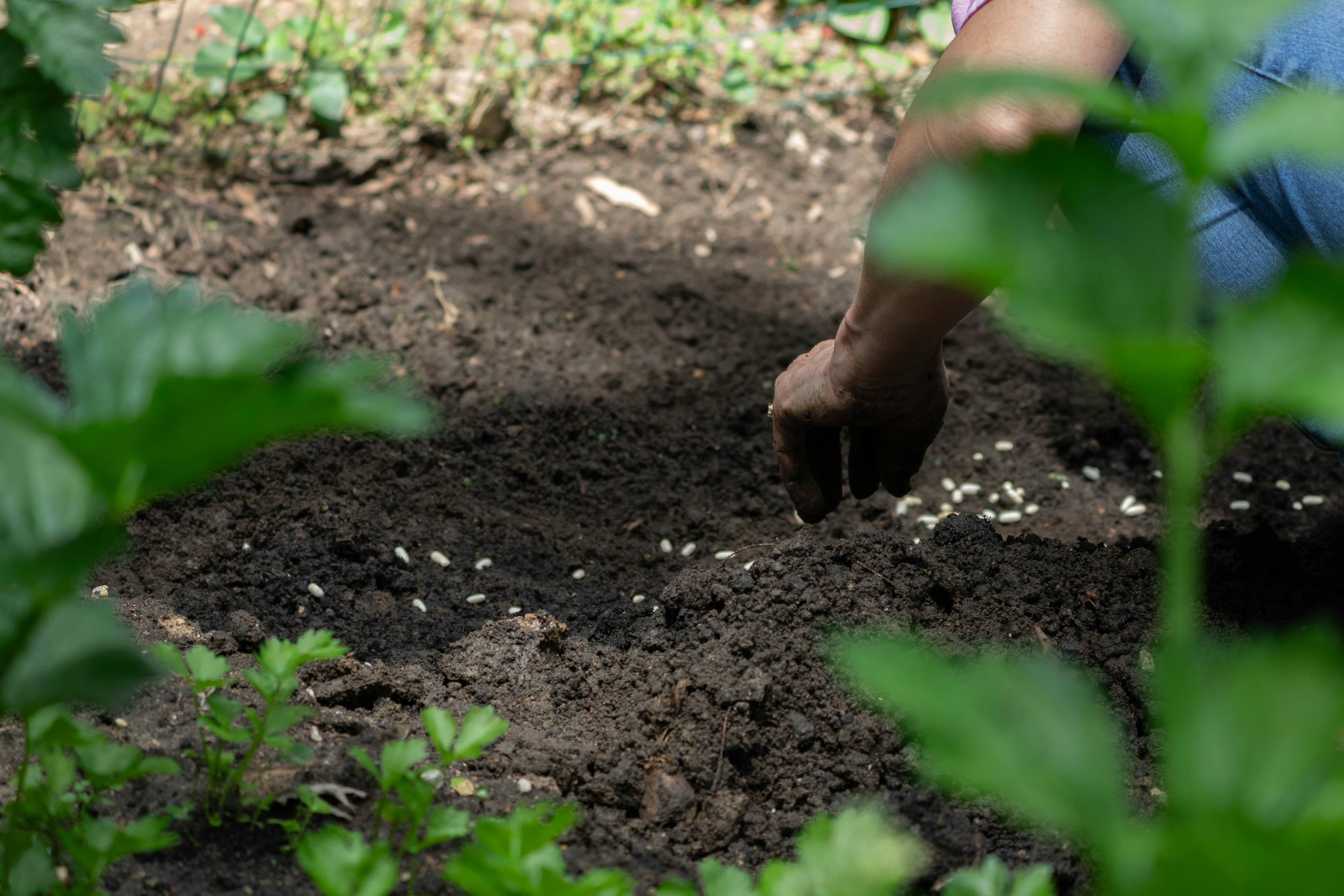Premium Seeds - Photo by Alek Newton on Unsplash
